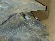 DSCN0037