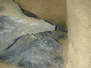 DSCN0042