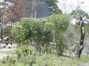 W_425_Manioc