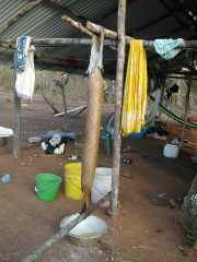 W_427_Manioc