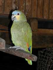 W_452d_ANTECUM_PATA