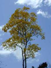 W_456_ANTECUM_PATA