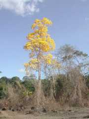 W_699_ANTECUM_PATA