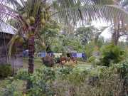 Saul_a025