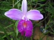 Saul_a066