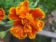 Saul_a067
