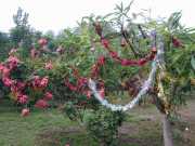 Saul_b078
