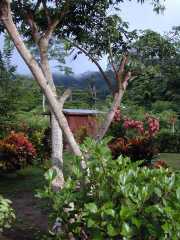 Saul_b079