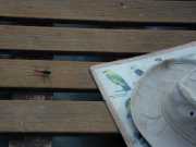 DSCN0038