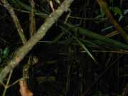 BRESIL_2_IGAZU_2-46