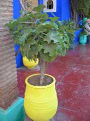 MAROC_03_12-13