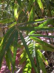 MAROC_03_12-23