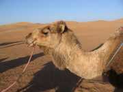MAROC_03_07-21