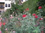 DSCN1923