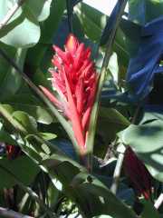 BRESIL_5_BELEM-17