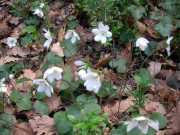 VIS_08_Avril-18