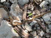 HORTUS_08_02-5