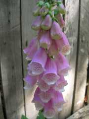 CALACUCCIA_10_Juin-23