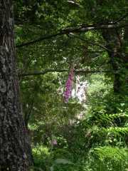 CALACUCCIA_10_Juin-24