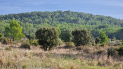 Congenies_23_12-10