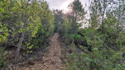 Congenies_23_12-16