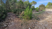 Congenies_23_12-60