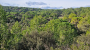 Congenies_23_12-62