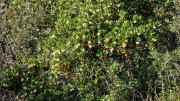 Congenies_23_12-63