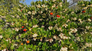 Congenies_23_12-64