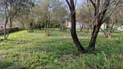 Congenies_23_12-97