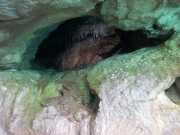 CALA_GONONE_12_06-18