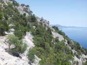 CALA_GONONE_12_06-28
