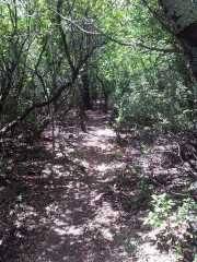 CALA_GONONE_12_06-30