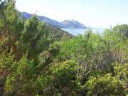 CALA_GONONE_12_06-46