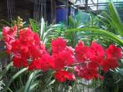 DSCN0426