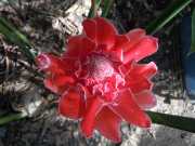 DSCN0429