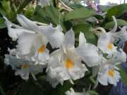 DSCN0430