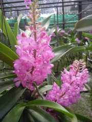 DSCN0431