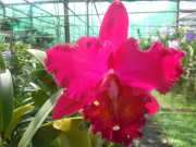 DSCN0442