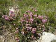 Baleares_Majorque_2013-106