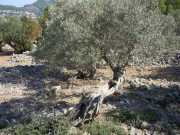 Baleares_Majorque_2013-161