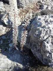Baleares_Majorque_2013-188