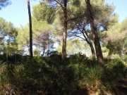 Baleares_Majorque_2013-43