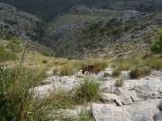 Baleares_Majorque_2013-81