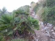 Baleares_Majorque_2013-94