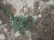 Baleares_Minorque_2013-62