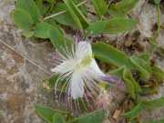 Baleares_Minorque_2013-64