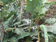 DSCN1619