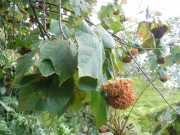 DSCN1652