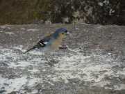 DSCN1714